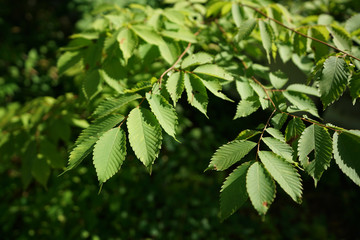green leaves of a tree