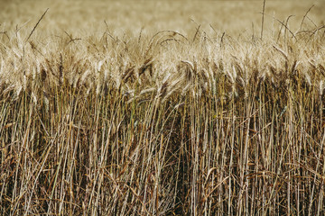 Champ de blé jaune 