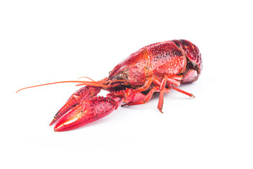 Fresh boiled red crayfish, isolated on white background.