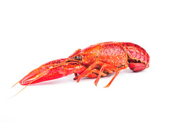 Fresh boiled red crayfish, isolated on white background.