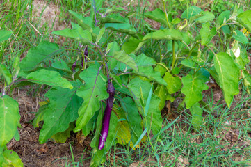 Obraz premium Piante delle melanzane nell'orto biologico in estate