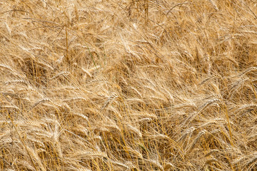 Champ de blé jaune 