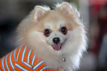 Close up Pomeranian dog with Wear shirt and sit down
