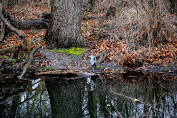 Tree in forest. Bottom part of old tree trunk on river shore covered with red fall leaves. Autumn landscape with lake in Tiergarten park of Berlin Germany. Reflection of tree grove in water surface.