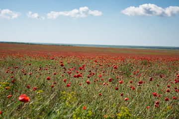 Flower field. Beautiful landscape. Summer and vacation.
