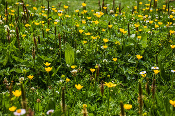 Flores amarillas