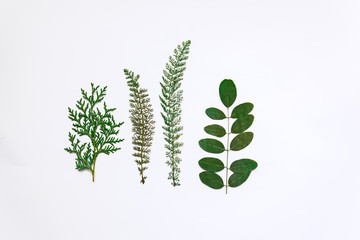 green  plants isolated on white background, different dry leaves