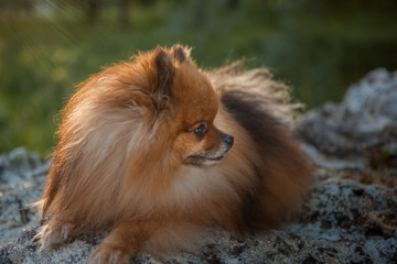 Naklejka na ściany i meble close up Pomeranian spitz, cute fluffy charming red-haired Pomeranian Spitz in full walking in the park, walk with dog on a sunny day, caring for a pet