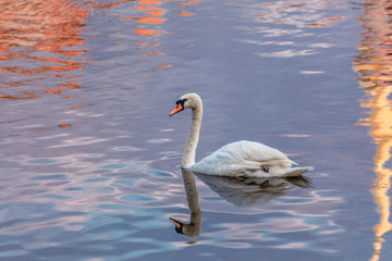 beautiful lonely white swan swimming in lake outdoors on wild, white bird posing in pond, reflecting on water.