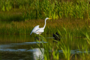 A white heron stands in the water holding one leg up.