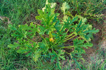 Pianta delle zucchine nell'orto biologico in estate
