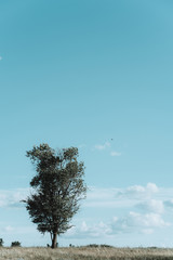 Lonely tree on a meadow. Summer landscape under blue sky. Environmental, green, ecology concept