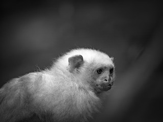 Obraz premium Petit Singe