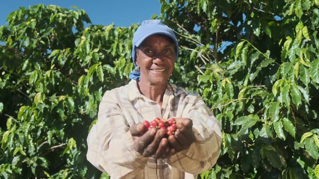 Woman American African farmer showing picked red coffee beans in his hands. Woman coffee farmer is harvesting coffee in the farm, arabica coffee.