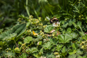Abeja en flor