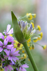 blossoming agapanthus bud near colored summer flowers
