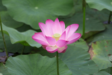 Lotus blossoms in the pond