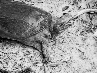 Obraz premium Florida Softshell Turtle B&W