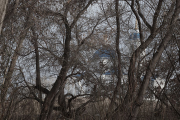 trees in fog
