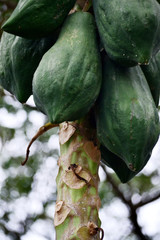 unripe papaya fruit