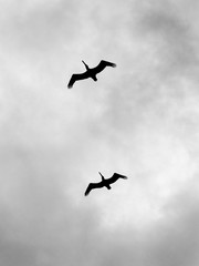 Silhouette of Two Brown Pelicans B&W