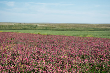 Flower field. Beautiful landscape. Summer and vacation.