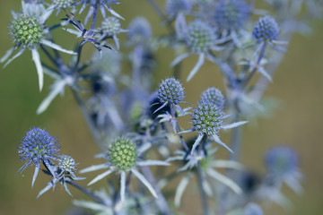 Eryngium planum, blue eryngo,  flat sea holly flowers