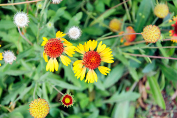 Gaillardia (Blanket Flower) in the garden in summer. View from above