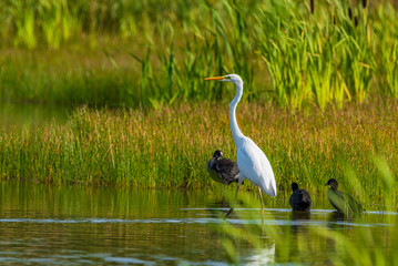 A white heron stands in the pond amid reeds.