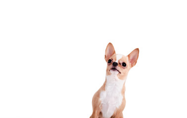 Studio shot of cute Chihuahua young puppy looking up with curiosity and alertness over white isolated background - with copy space
