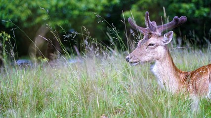 Deer