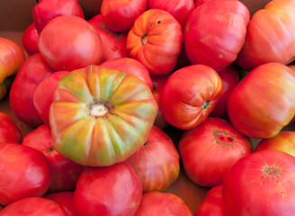 Gorgeous Tomatoes