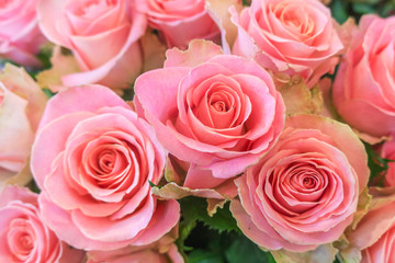 Beautiful, fresh roses, pink color.