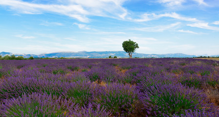 Fototapeta na wymiar Lavender summer field