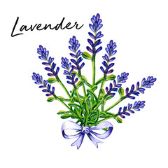 Lavender flower watercolor art illustration