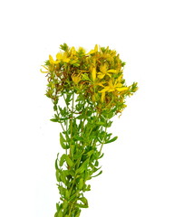 Common St. Johnswort flower ( tutsan ) isolated on white background. Kantarion.