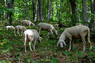 Fototapeta na wymiar sheep and lambs