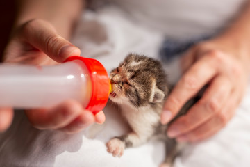 Woman bottle-feeding a little kitten