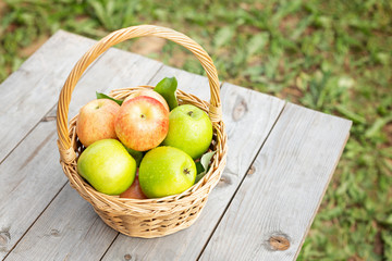 Green and red apples in wicker basket on wooden table Green grass in the garden Harvest time Organic food
