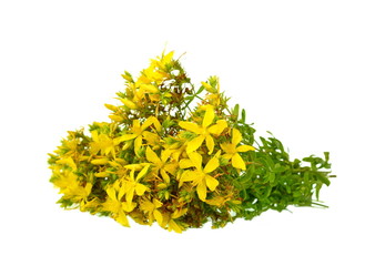 Common St. Johnswort flower ( tutsan ) isolated on white background. Kantarion.