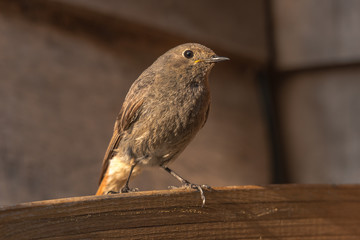  The black redstart (Phoenicurus ochruros) is a species of songbird from the flycatcher family (Muscicapidae)