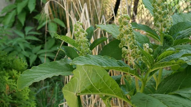 Lakonos American or Phytolacca americana bush with leaves and unripe berries grows in the garden or in the backyard and sways in the wind. Selective focus.