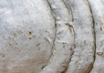 Fomes fomentarius texture background. Is a perennial edible fungus Woodsfailing.