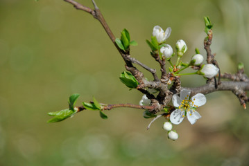 small white  flowers on a tree