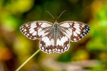 Closeup   beautiful butterfly sitting on flower.