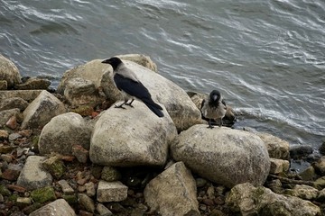 Zwei Nebelkrähen auf Steinen am Ufer der Weichsel (Warschau)