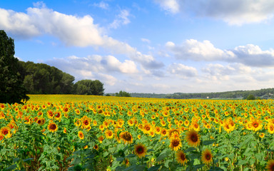 Fototapeta premium Field of sunflowers