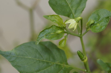 Chili tree