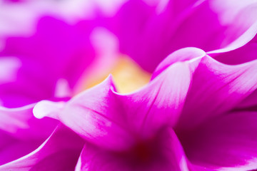 Fototapeta na wymiar Pink dahlia flowers closeup background