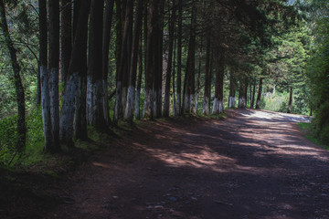 Camino con árboles